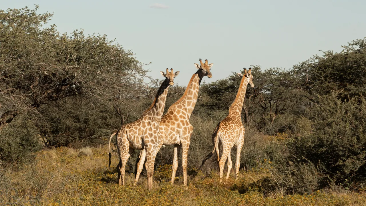 Giraffen in Namibia
